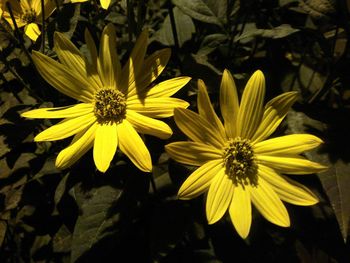 High angle view of yellow daisy flowers