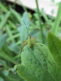 Close-up of insect on leaf