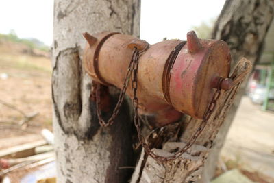 Close-up of rusty metal on tree trunk
