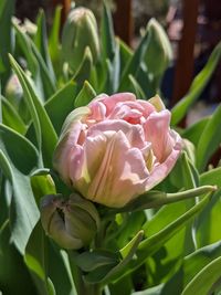 Close-up of pink tulip