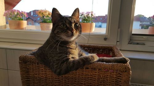 Cat relaxing in wicker chair against window at home