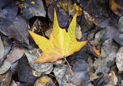 High angle view of maple leaves