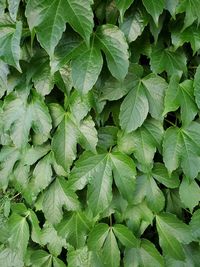 Full frame shot of green leaves