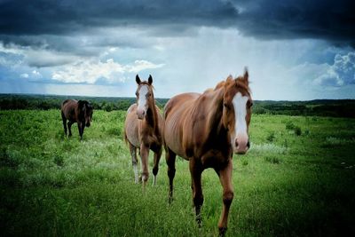 Horse grazing on grassy field