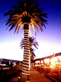 Palm trees at sunset