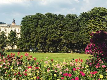 View of flowering plants in garden
