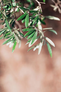 Close-up of plant