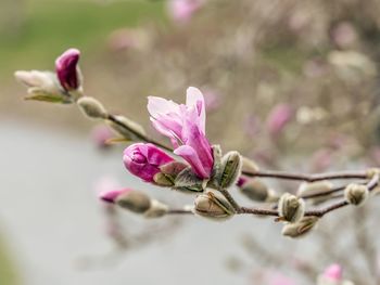 Close-up of pink flower bud