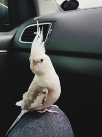 Close-up of bird perching on car