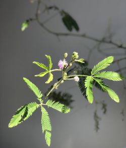 Close-up of flowering plant