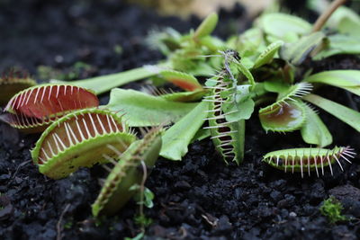 Close-up of plant