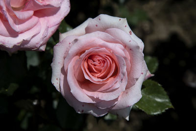 Close-up of pink rose