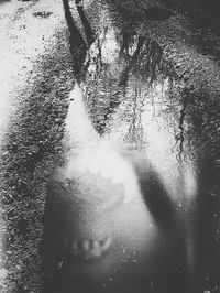 Reflection of trees in water