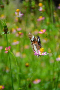 Close-up of butterfly on purple flower