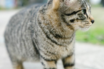 Close-up of a cat looking away