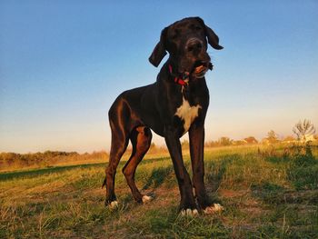 Dog on grassy field