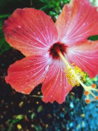 Close-up of red flower