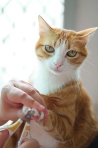 Midsection of person with cat