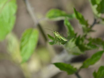 Close-up of insect on leaf