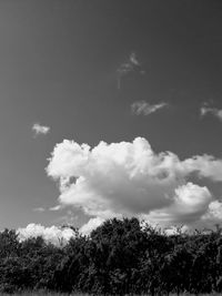 Low angle view of trees against sky