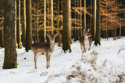 View of two dogs on snow covered land