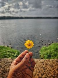 Cropped hand holding yellow flowering plant against sky