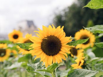 Close-up of sunflower