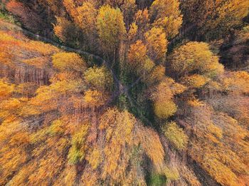 High angle view of autumnal trees in the forest