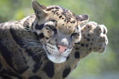 Close-up of a cat