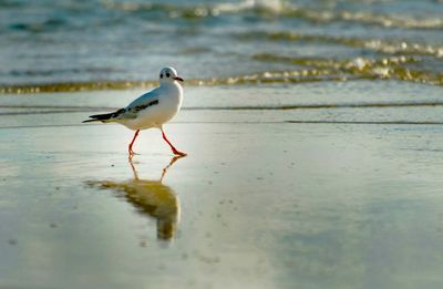 Seagull perching on a beach