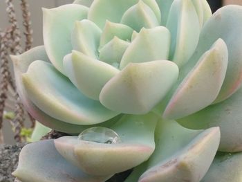 Close-up of succulent plant