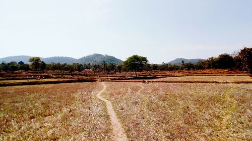 Scenic view of field against clear sky