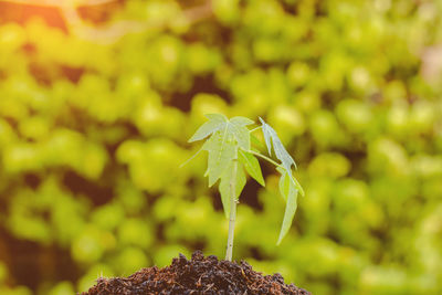 Close-up of green leaf on rock