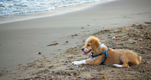 Dog lying on beach