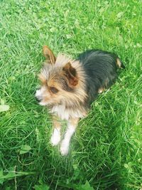 High angle view of a dog on field