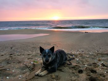 Cat lying on beach during sunset