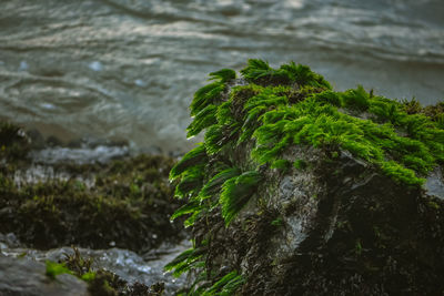 Close-up of moss growing on rock