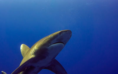 Close-up of fish swimming in sea