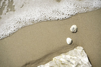 High angle view of shells on shore