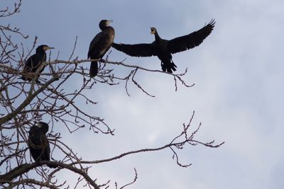 Low angle view of birds perching on branch against sky