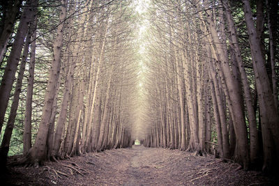 Trees in forest