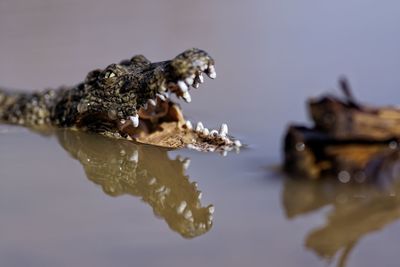 Crocodile in water