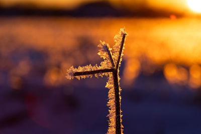 Winter's farewell. delicate frozen plants awaken in early spring in northern europe