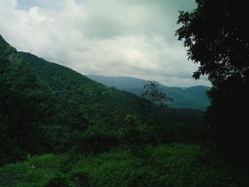 Scenic view of forest against sky