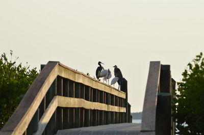 Low angle view of birds perching on building against clear sky