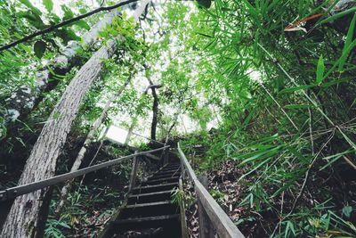 Low angle view of trees