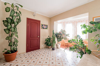 Potted plants against wall at home