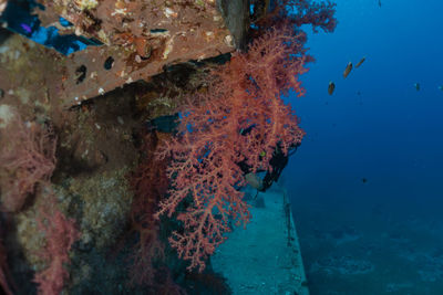 View of fish swimming underwater