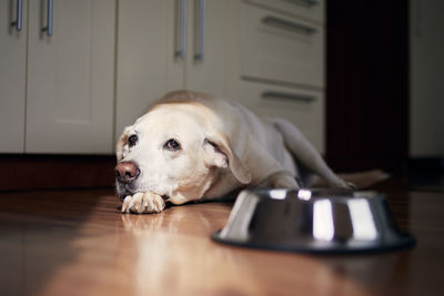 Portrait of dog relaxing on hardwood floor