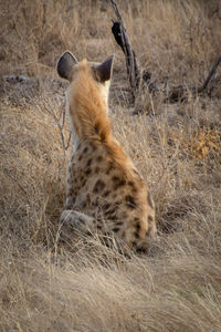 View of a hyena